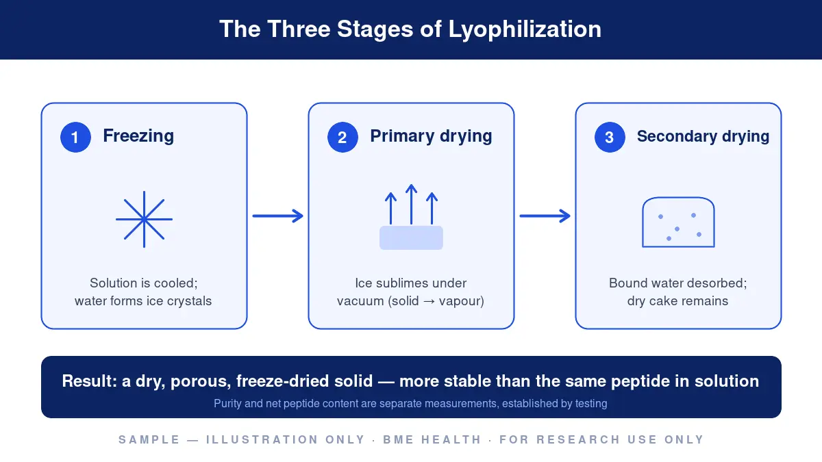 Sample illustration: the three stages of lyophilization — freezing, primary drying by sublimation under vacuum, and secondary drying by desorption — ending in a dry freeze-dried cake. Illustration only, not real data.